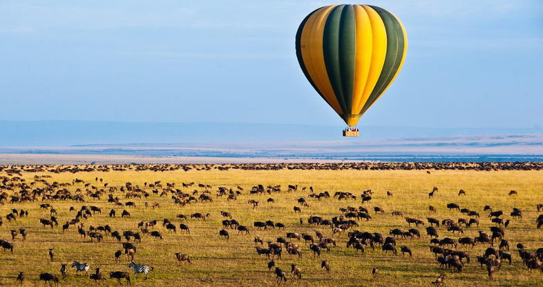 Tanzania Wildlife Safari